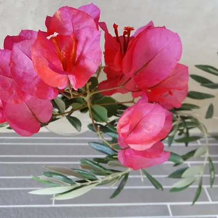 בית הארחה Naxos Oceamo